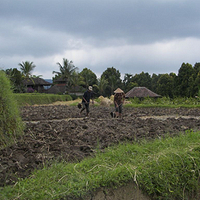 Photo de Bali - Autour de Munduk